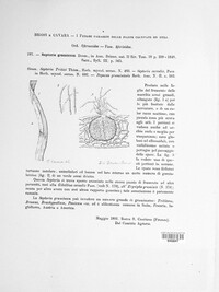 Mycosphaerella graminicola image
